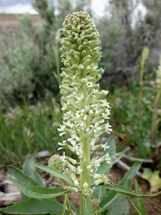 Thelypodium milleflorum — houseplant care guide