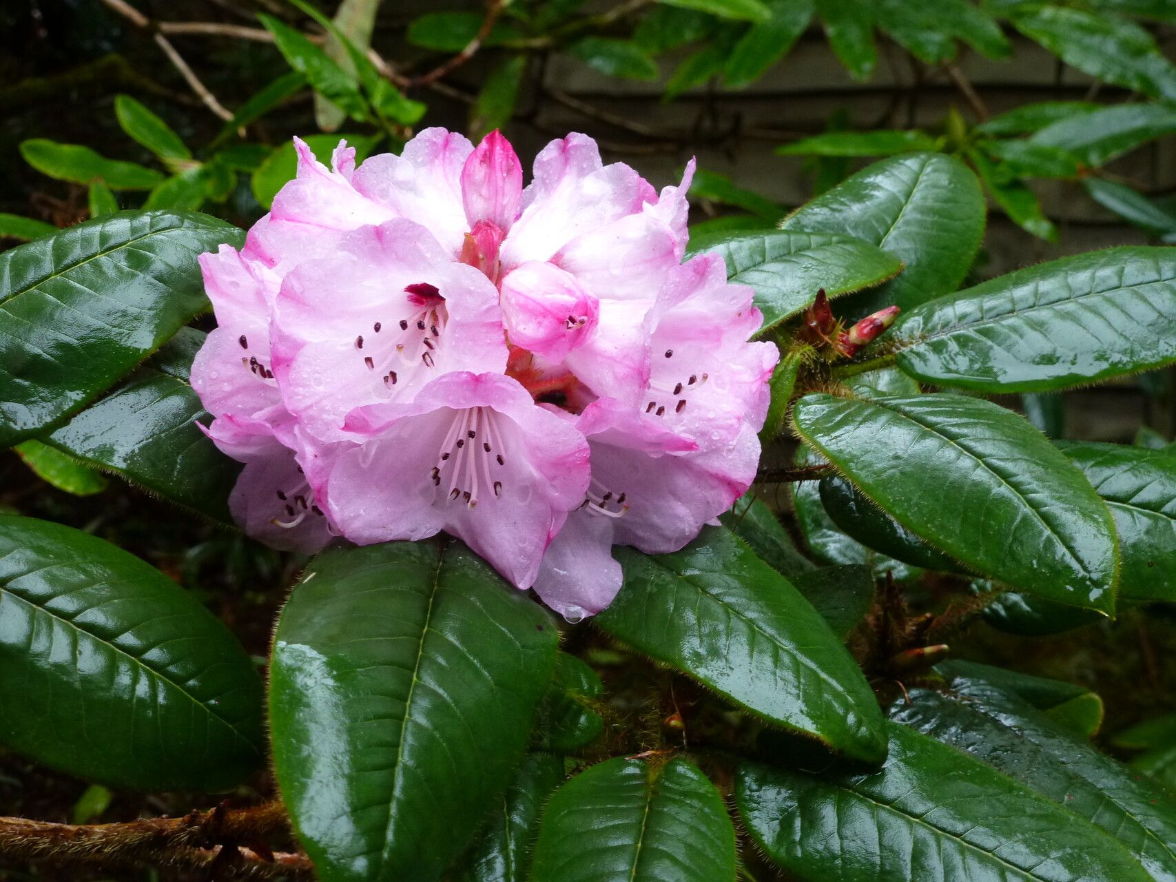 Rhododendron habrotrichum flower