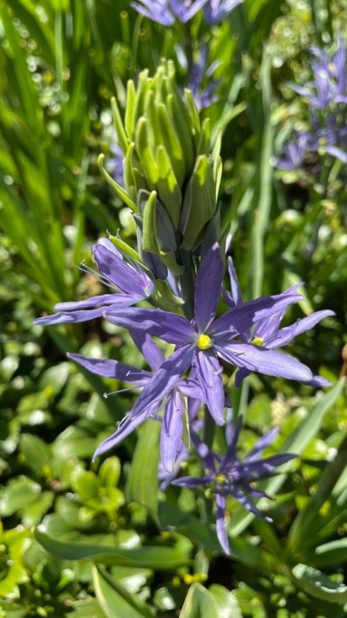 Camassia leichtlinii flower