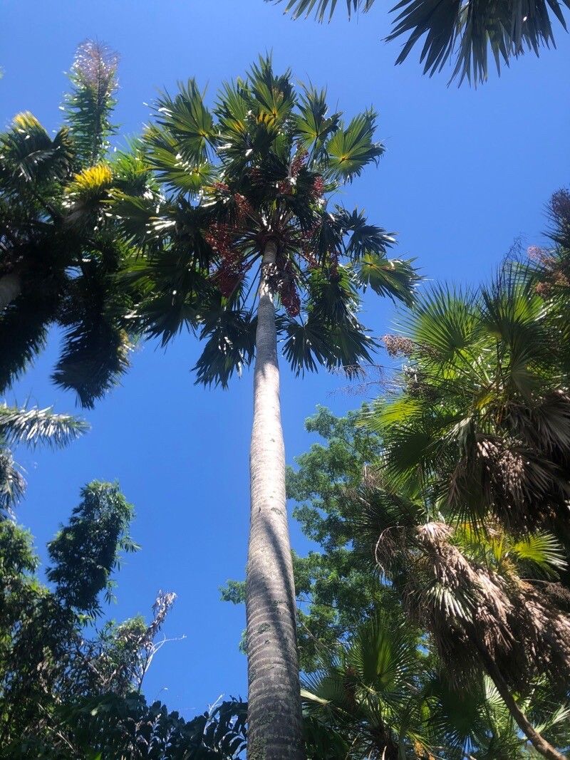 Saribus rotundifolius bark