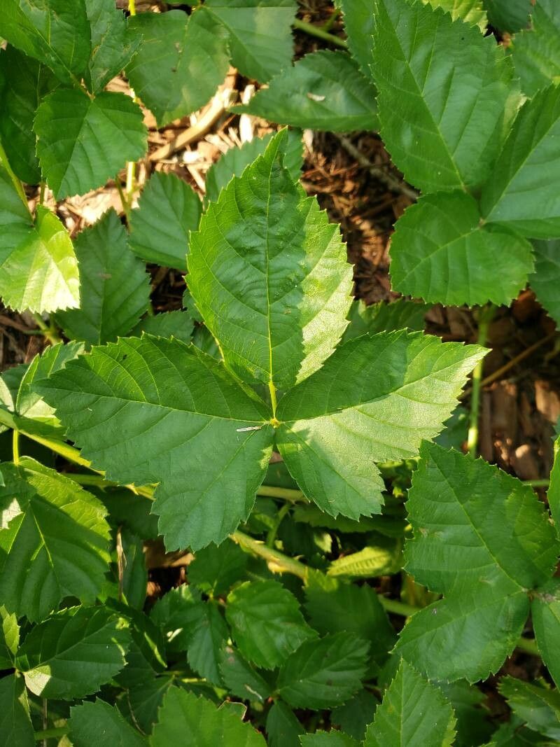 Rubus argutus