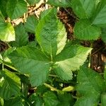 Rubus argutus