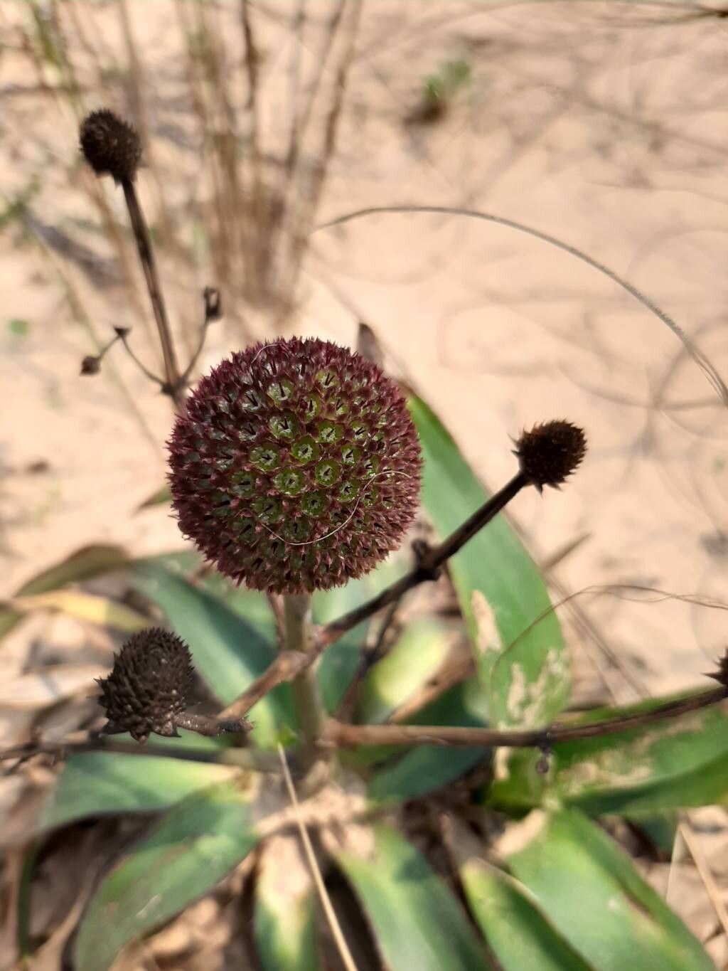 Eryngium sanguisorba flower
