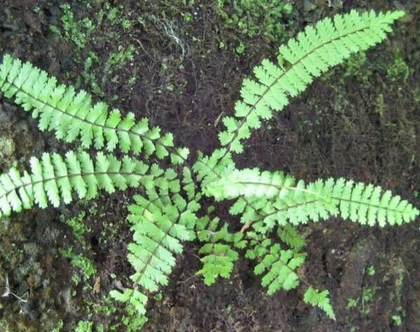 Asplenium formosum habit