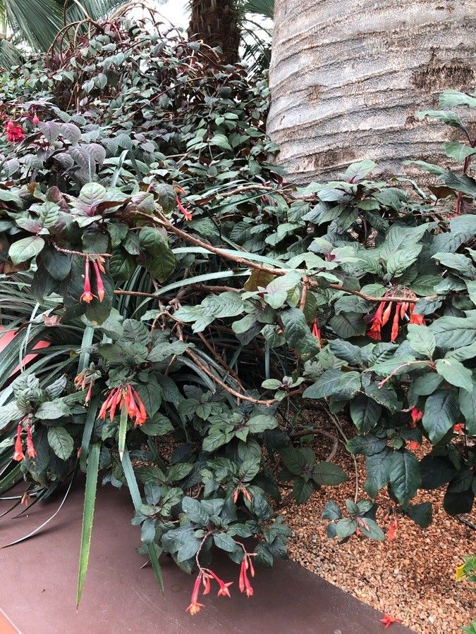 Fuchsia triphylla — search result for 'Fuchsia'