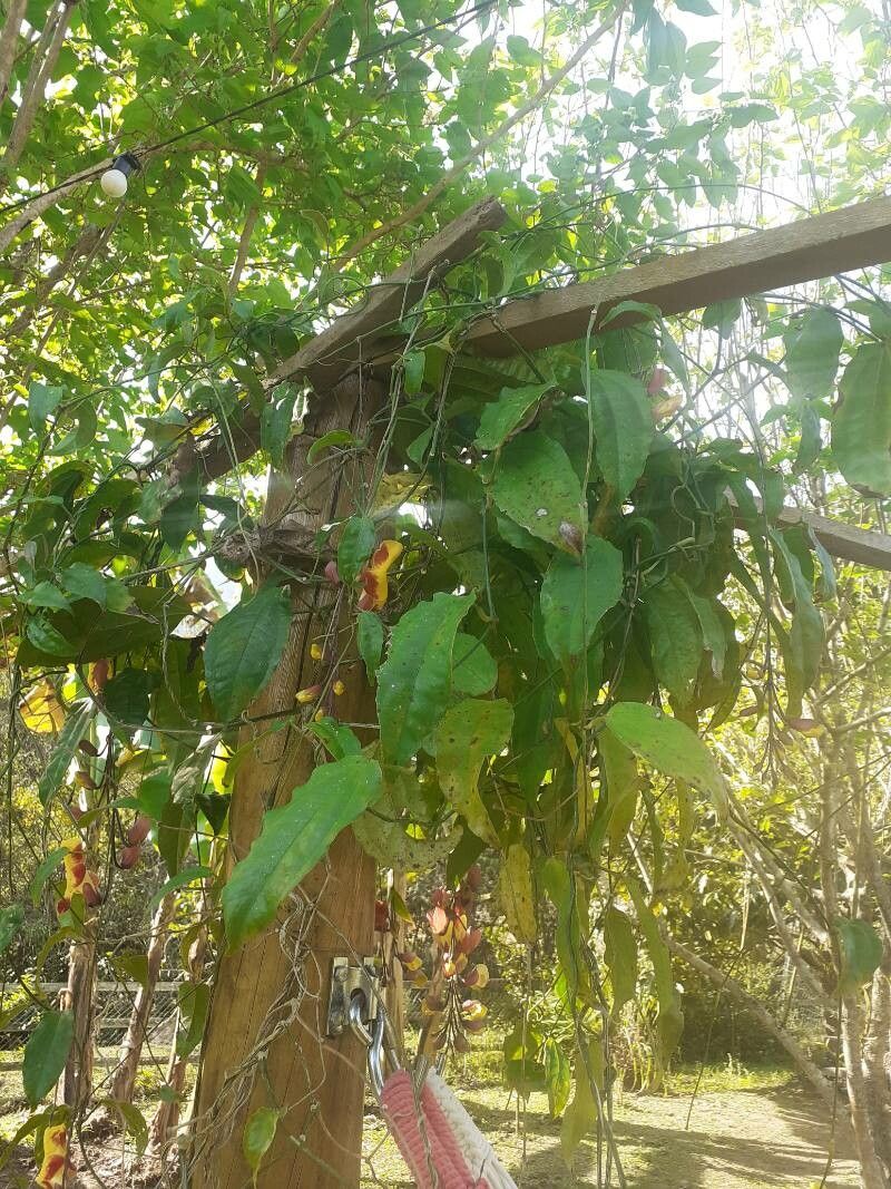 Thunbergia mysorensis bark