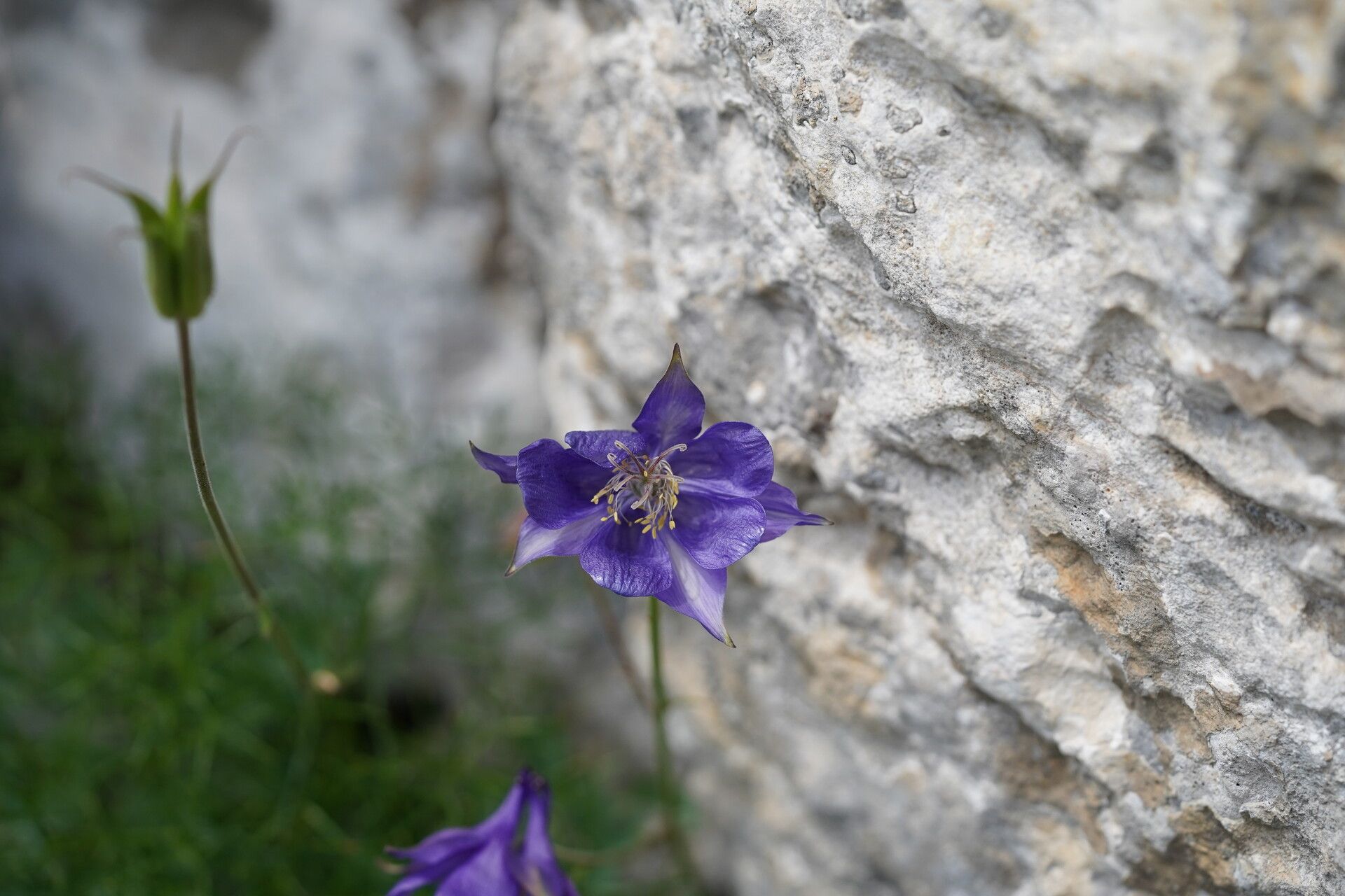 Aquilegia kitaibelii flower