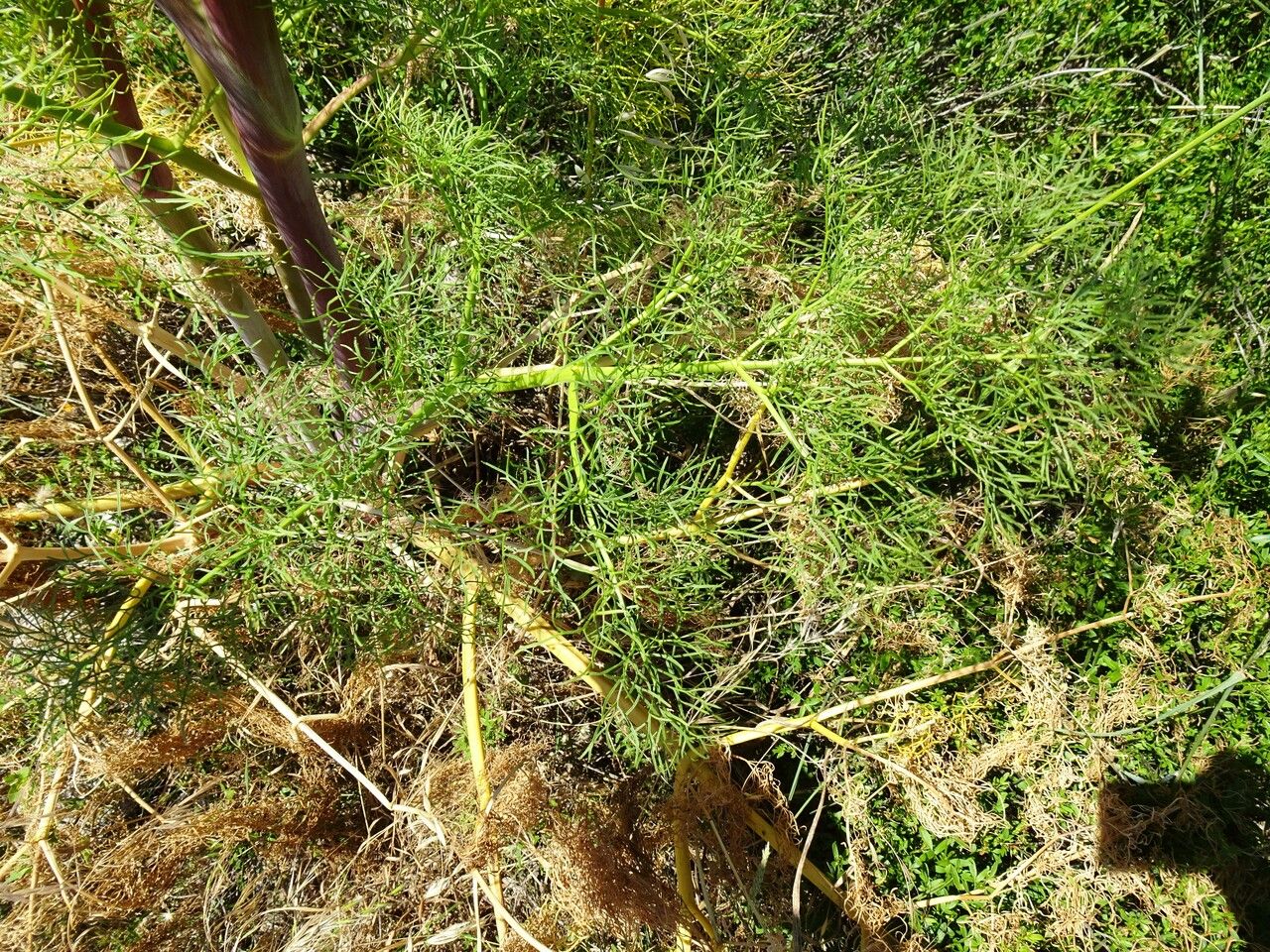 Ferula communis leaf