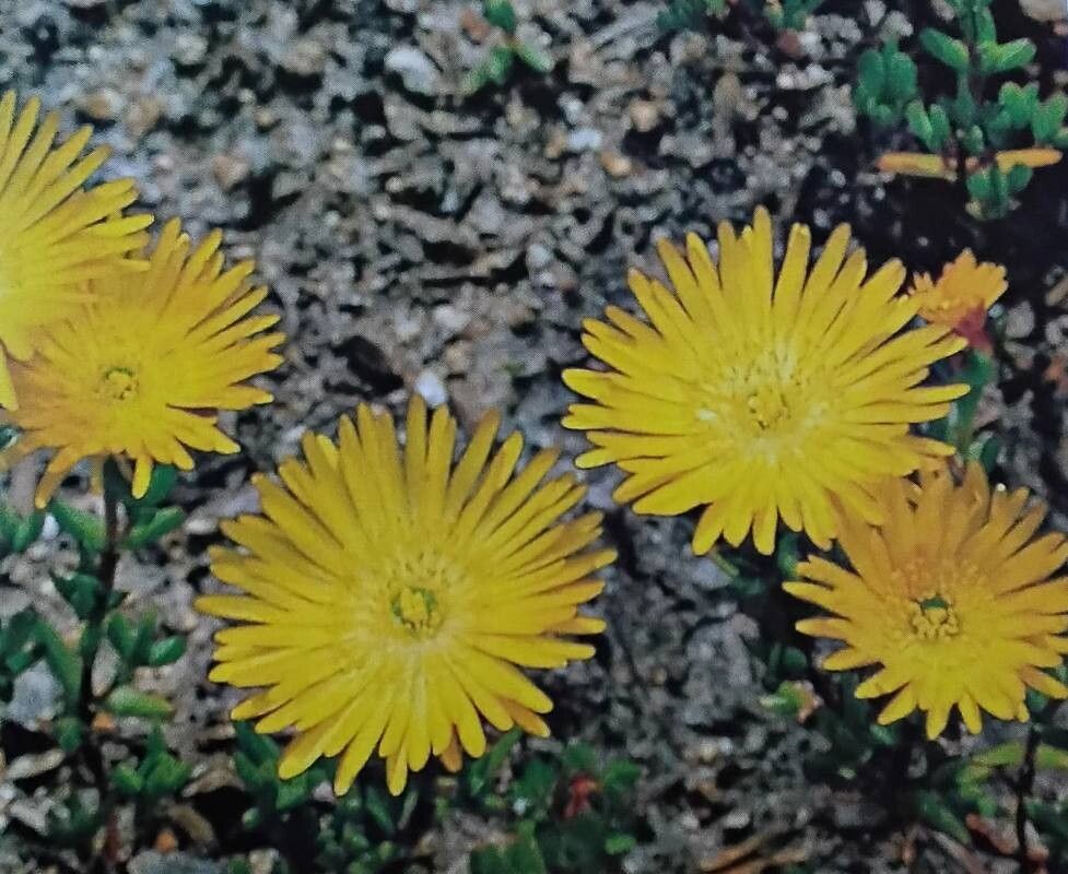 Lampranthus glaucus — houseplant care guide