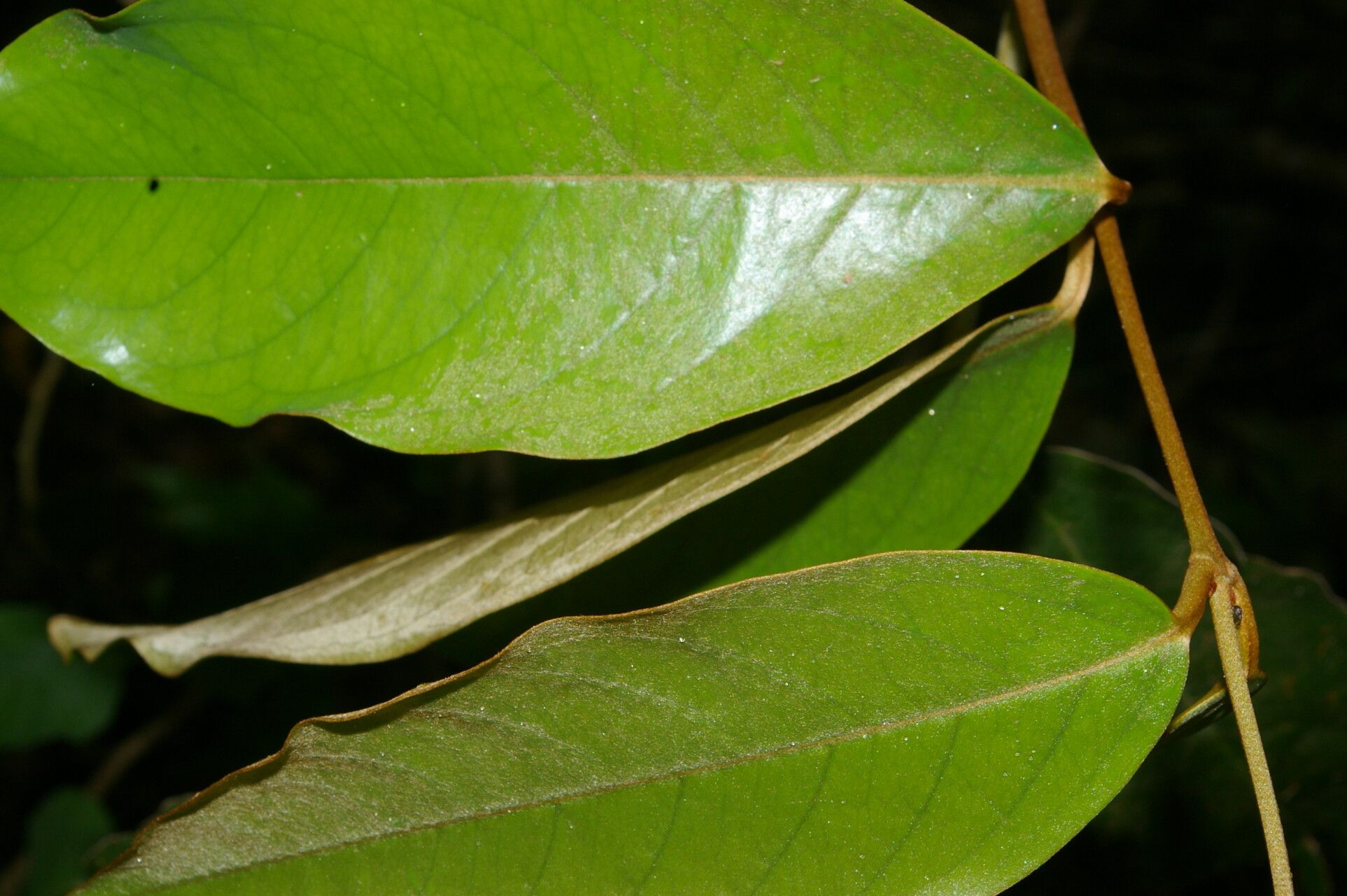 Heteropterys macrostachya leaf
