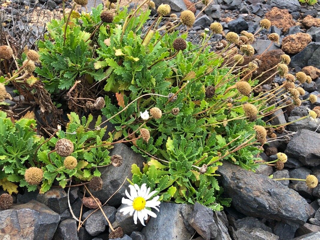 Argyranthemum thalassophilum habit
