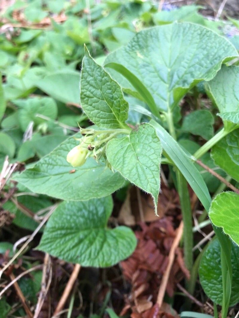 Symphytum cordatum