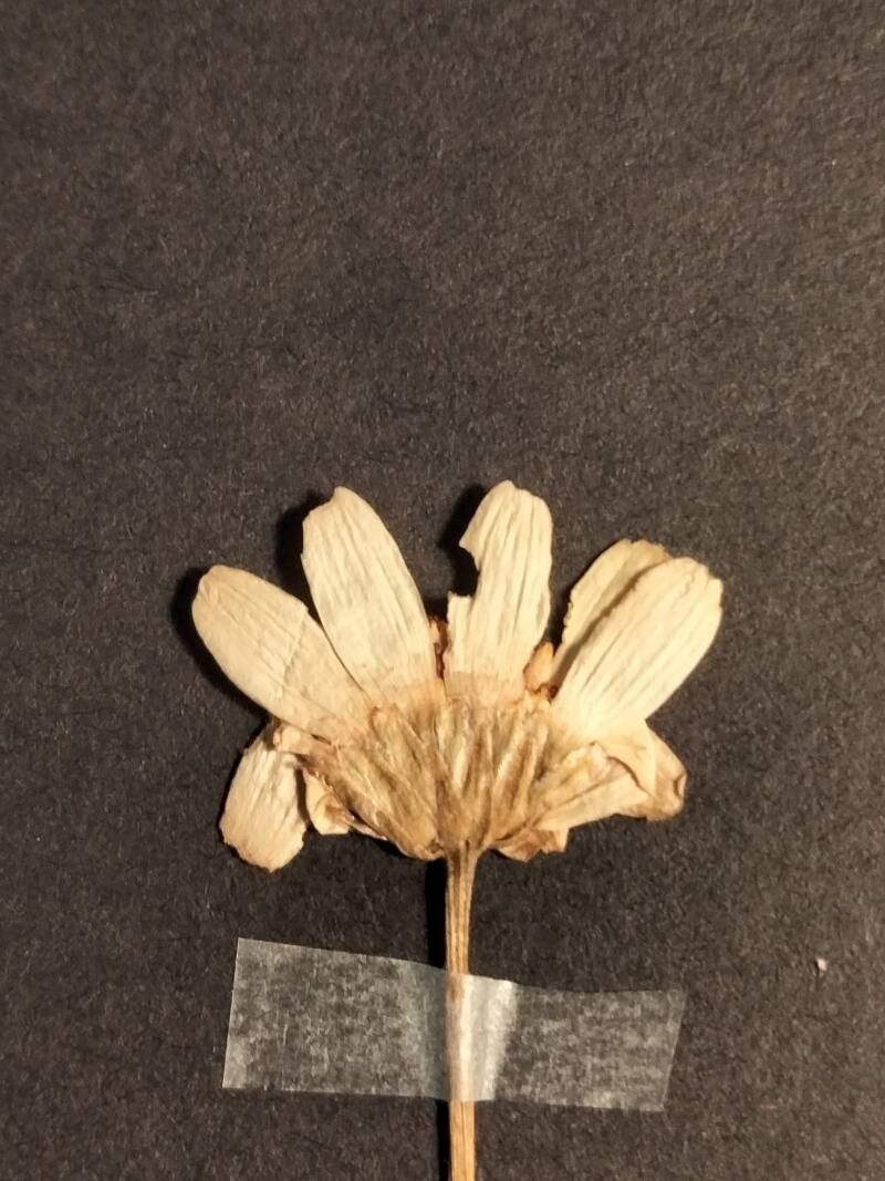 Leucanthemum pyrenaicum flower