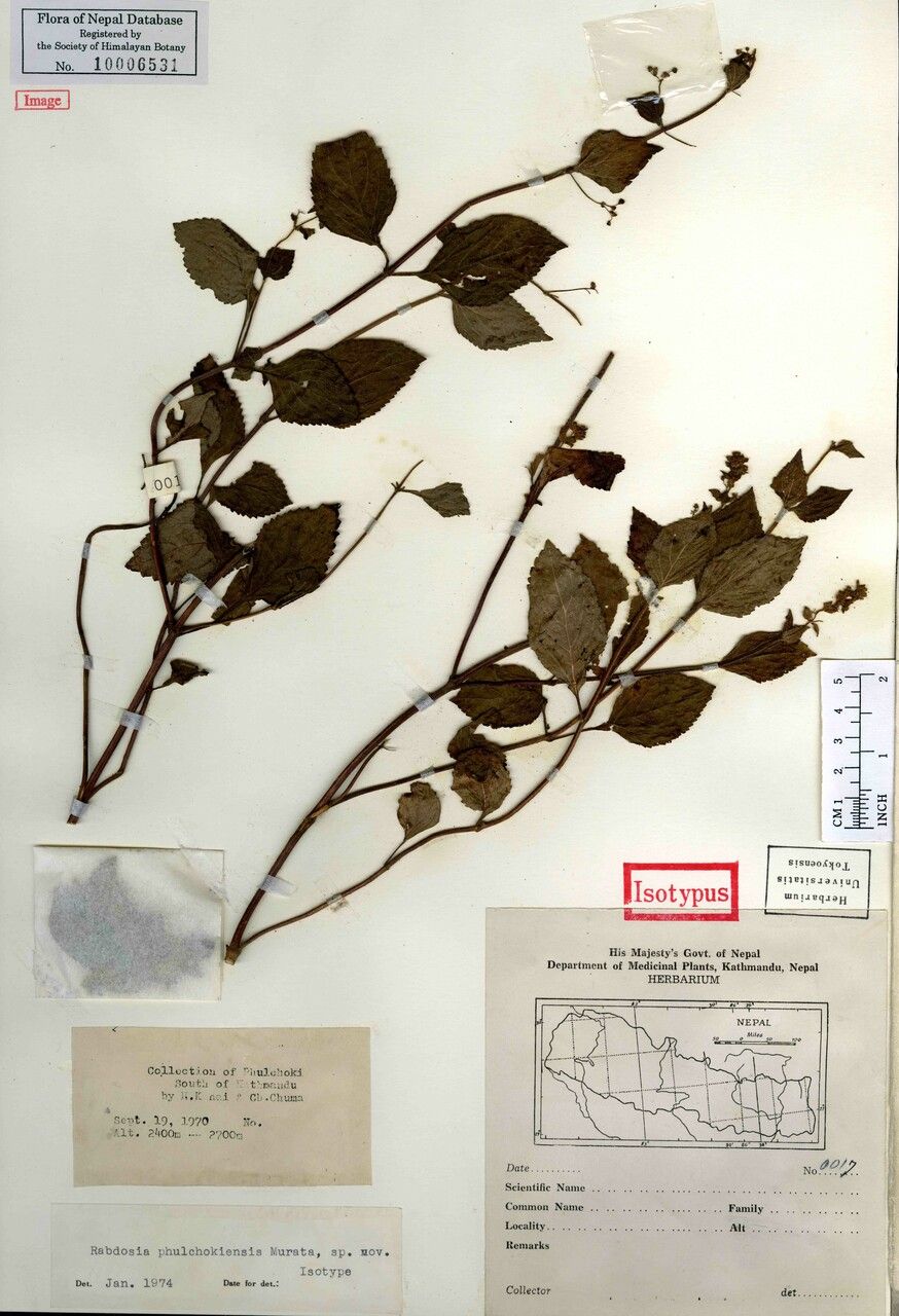 Isodon phulchokiensis other