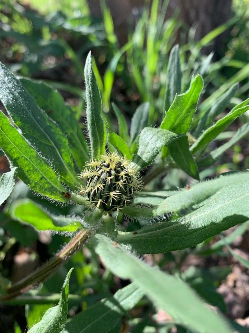 Centaurea pullata fruit