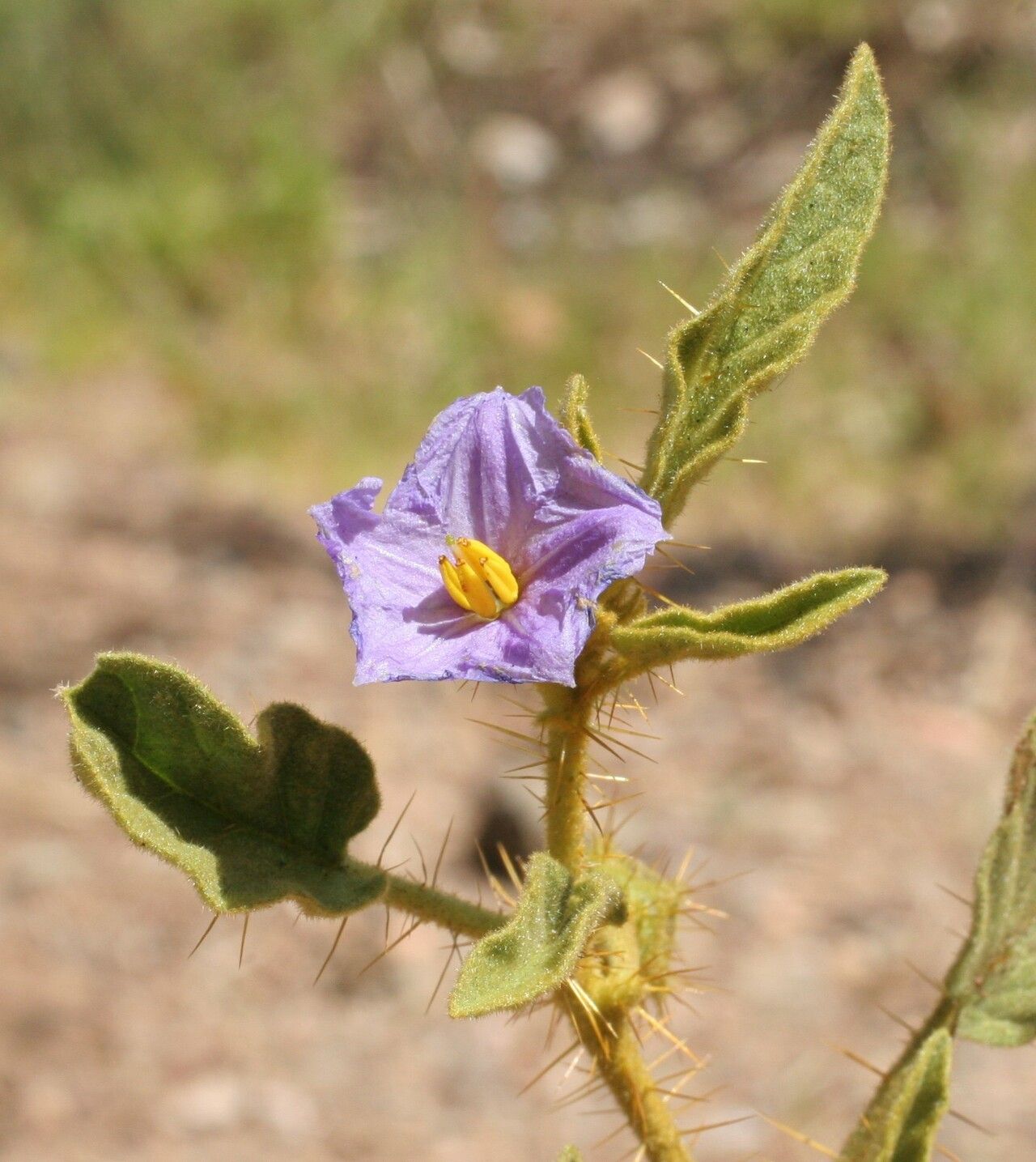 Solanum horridum flower