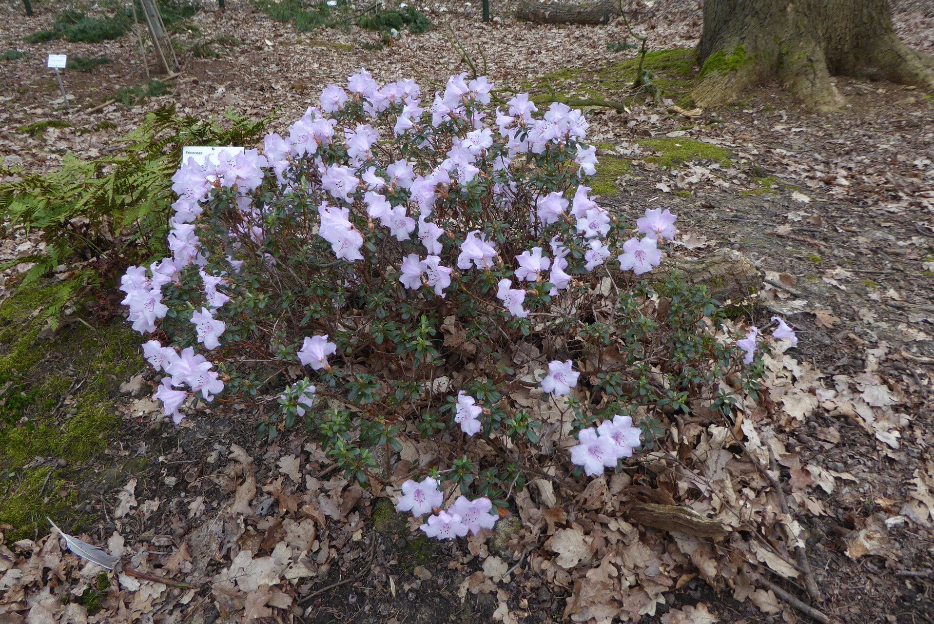 Rhododendron pemakoense habit