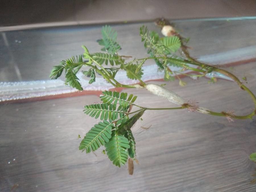 Aeschynomene fluitans — houseplant care guide