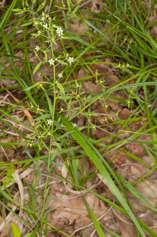 Thesium linophyllon leaf
