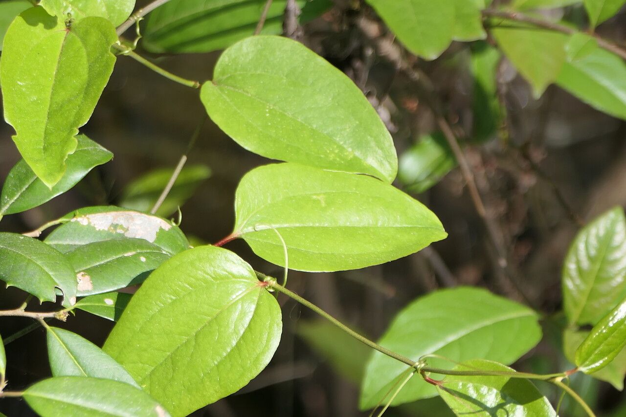 Smilax walteri — search result for 'Smilax'