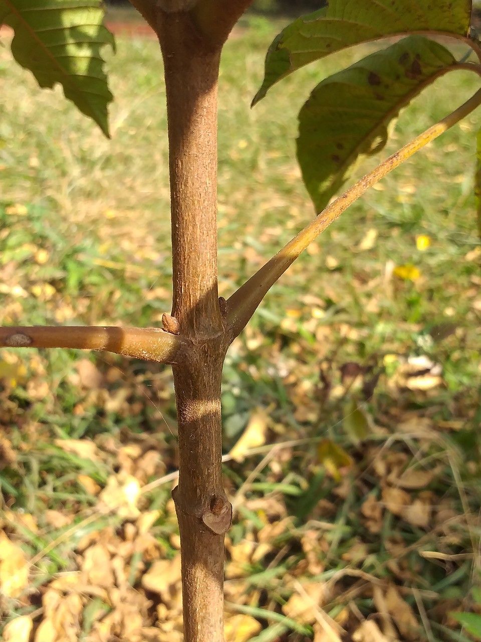 Vitex keniensis bark