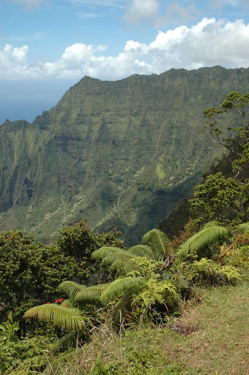 Sadleria cyatheoides habit