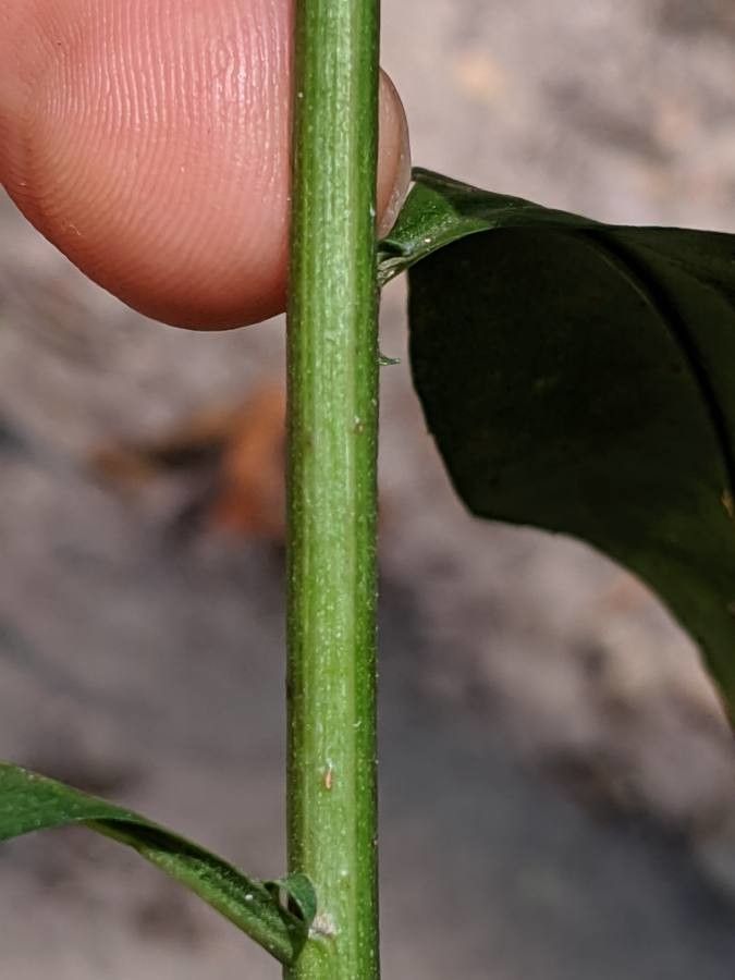 Solidago hispida bark
