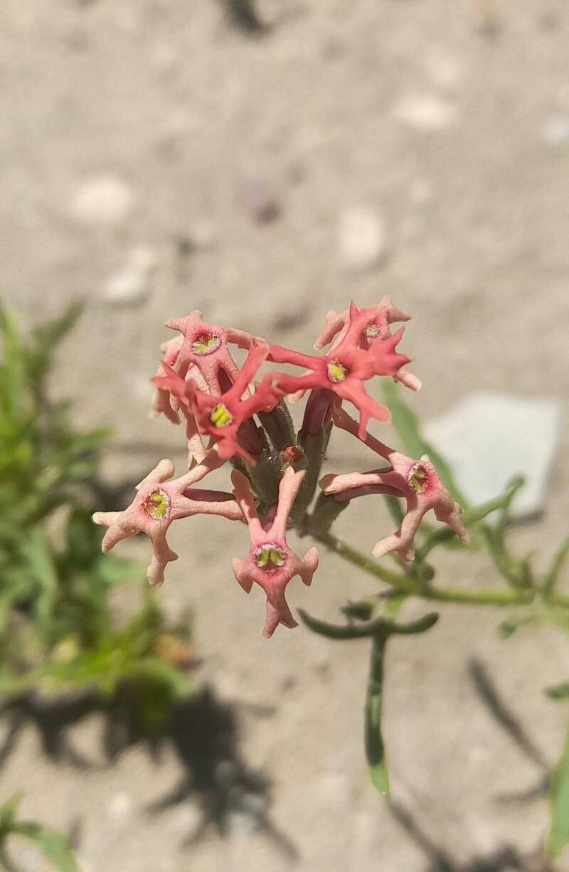 Verbena macrosperma flower