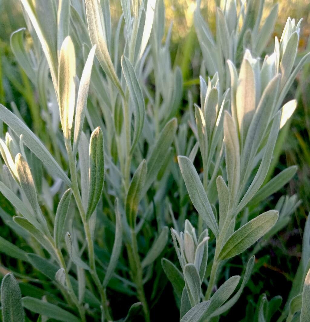 Galatella villosa — houseplant care guide