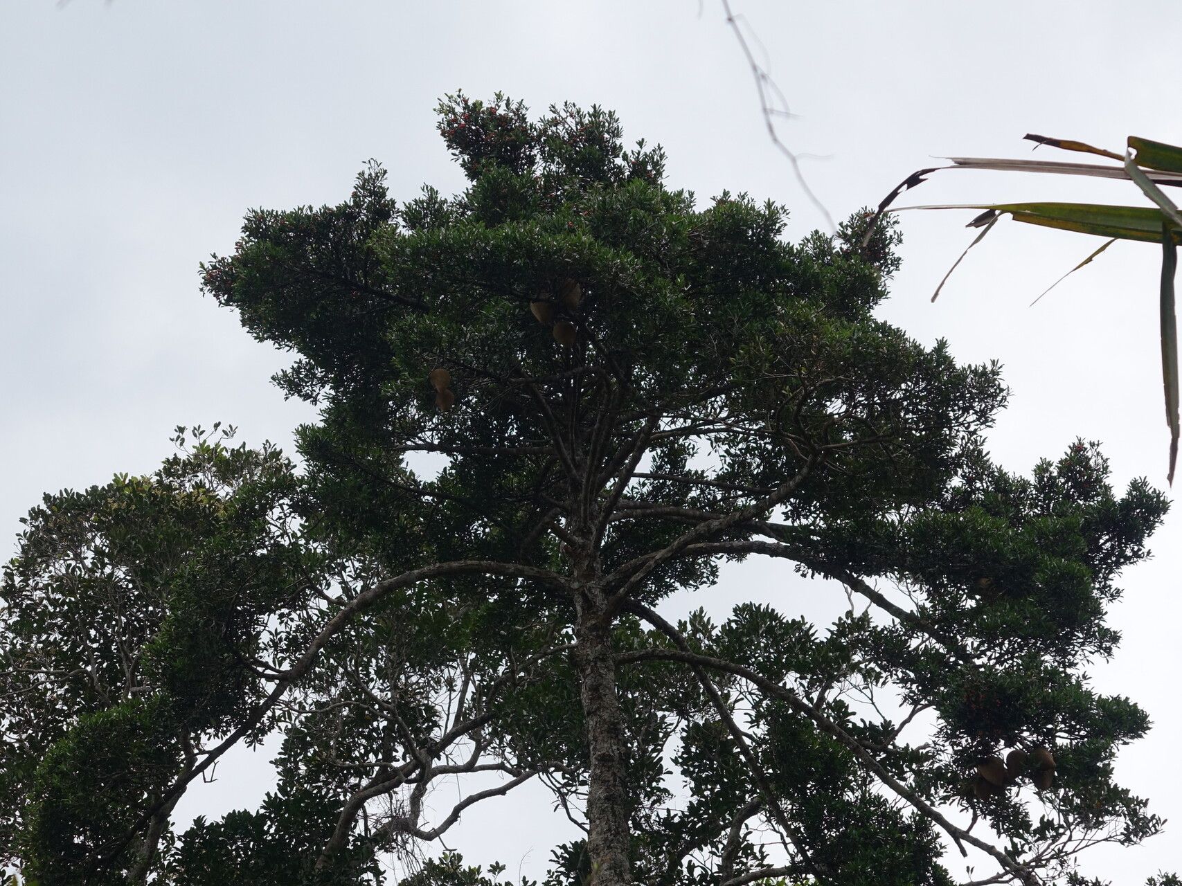 Symphonia louvelii — houseplant care guide