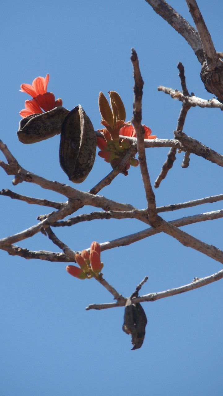 Brachychiton megaphyllus other