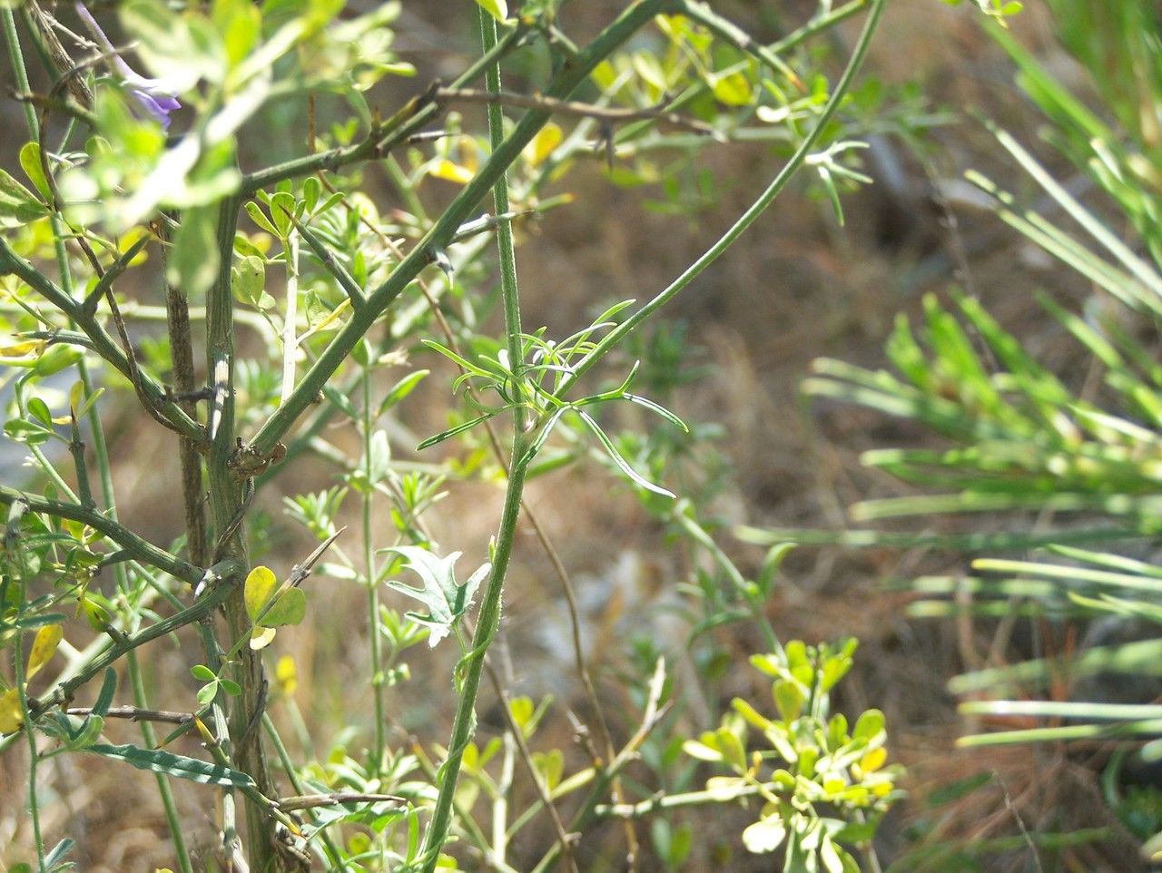 Delphinium emarginatum habit