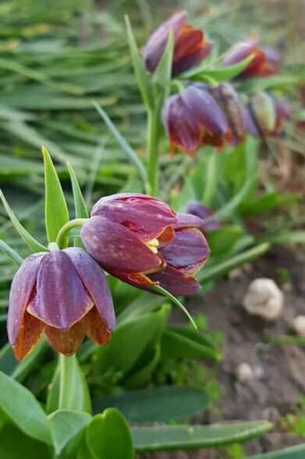 Fritillaria davisii — search result for 'Fritillaria'