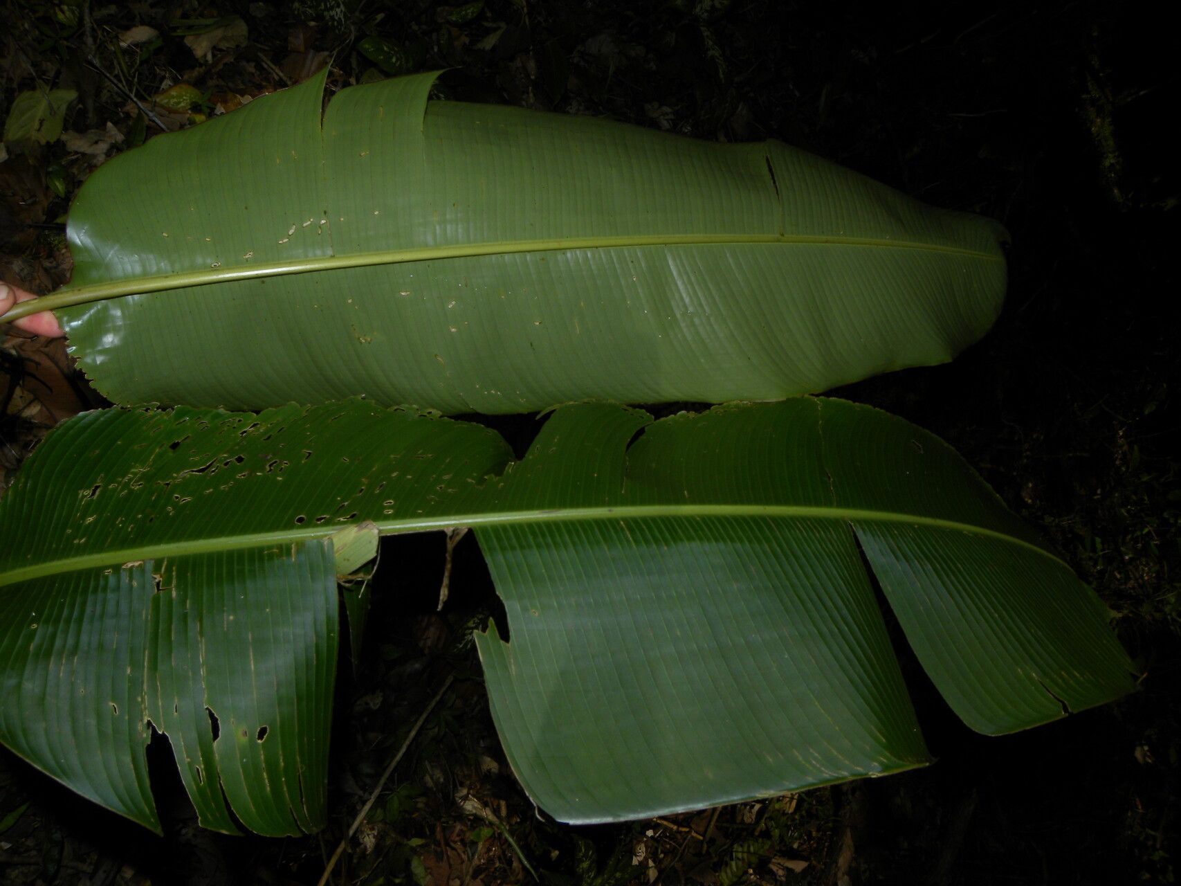 Heliconia secunda leaf