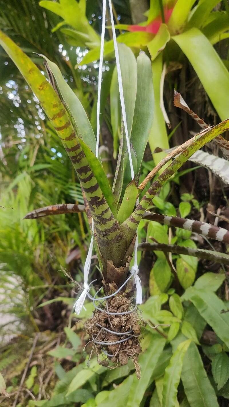 Werauhia vittata — houseplant care guide