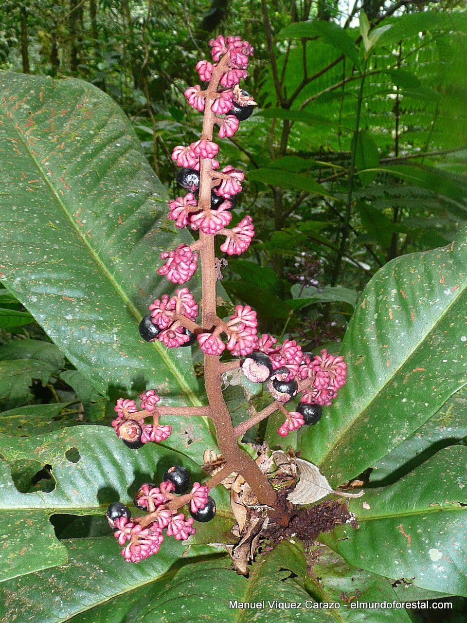 Ardisia conoidea — houseplant care guide