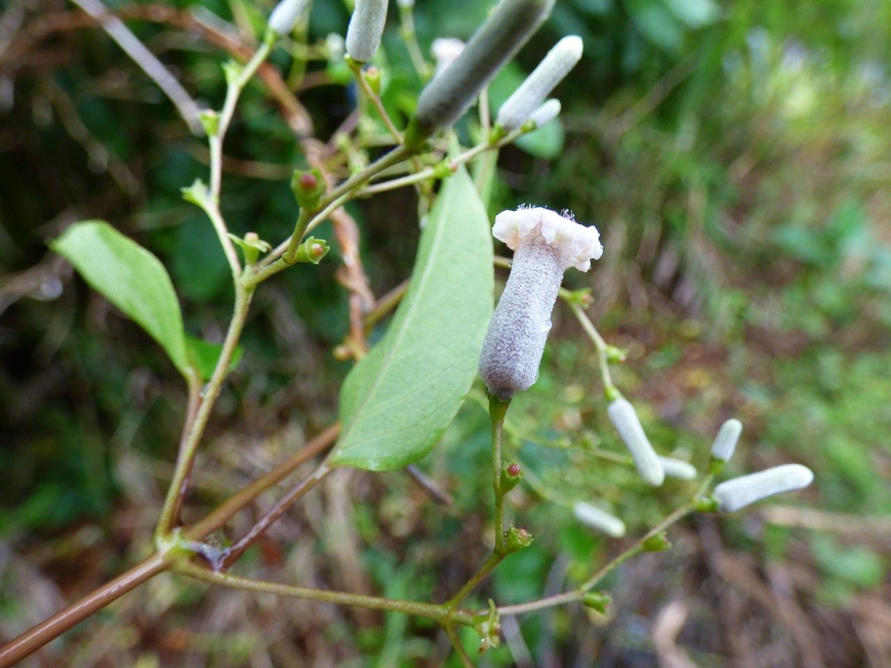 Paederia foetida flower