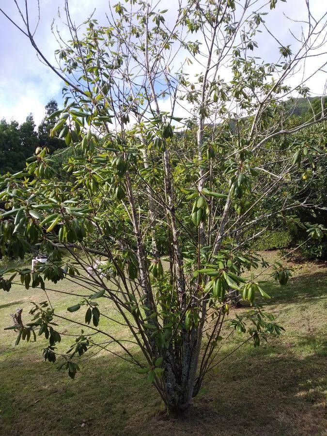 Frangula azorica habit