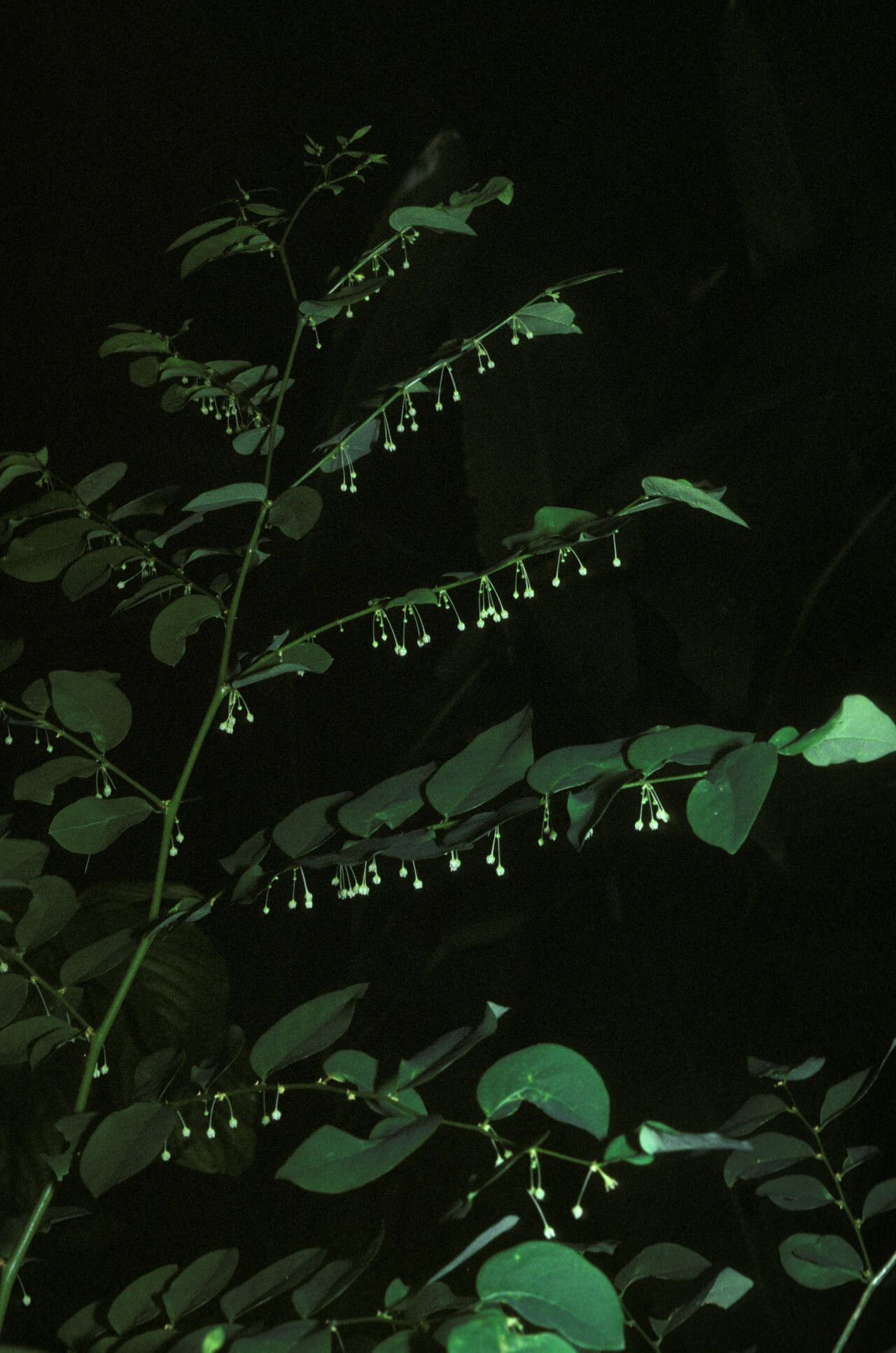 Phyllanthus brasiliensis habit