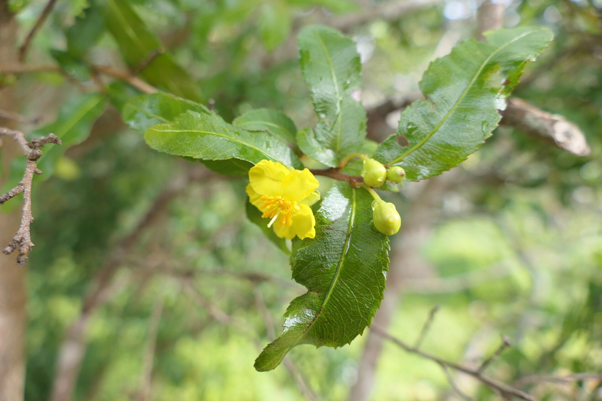 Ochna gamostigmata flower