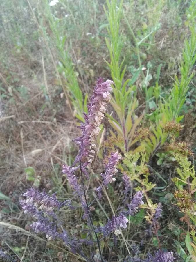 Odontites vernus fruit