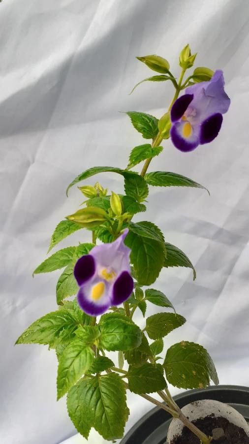 Torenia asiatica