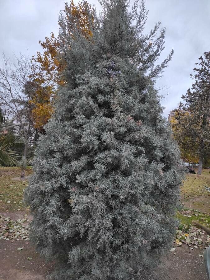 Cupressus arizonica
