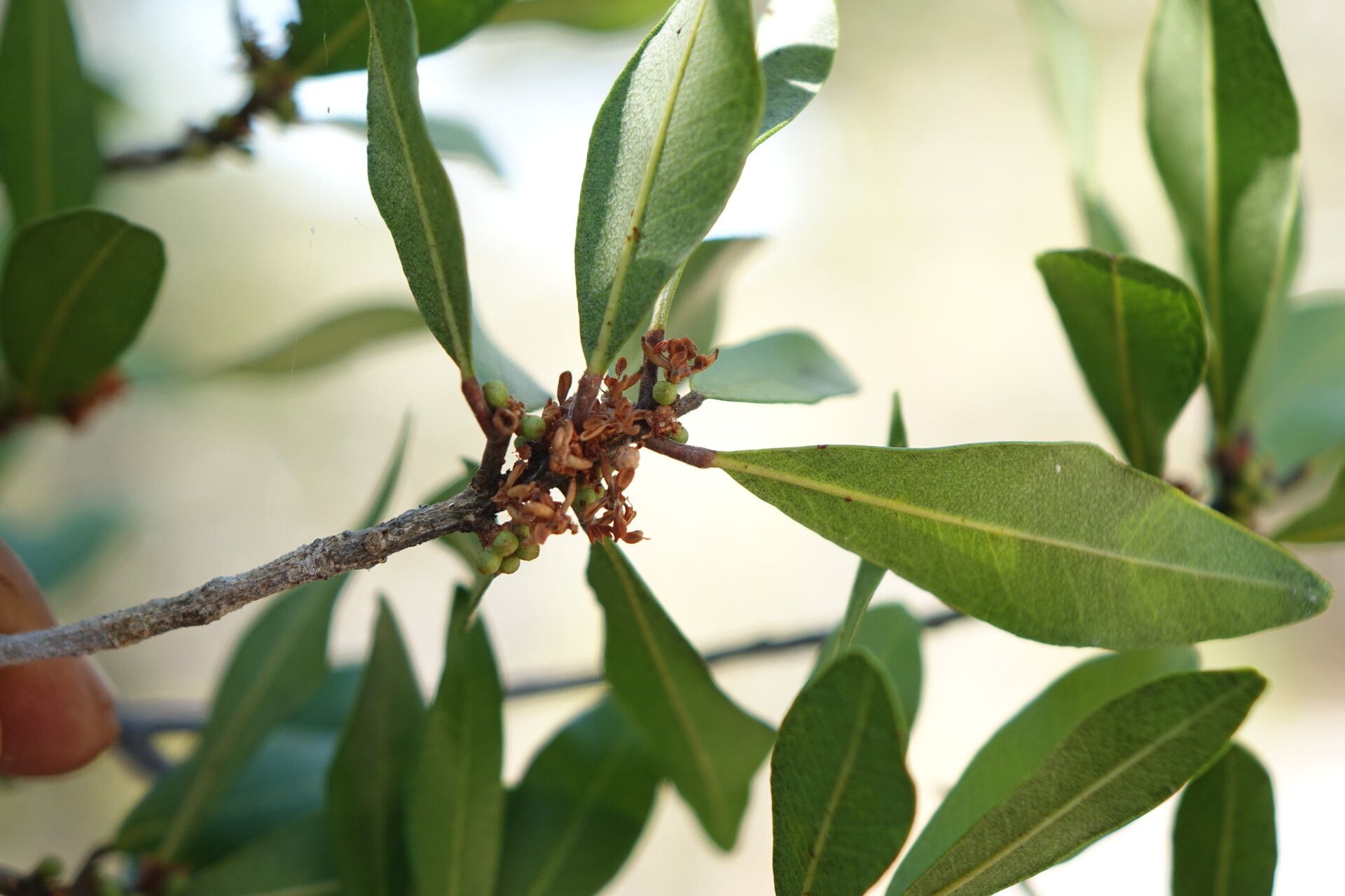 Vepris arenicola leaf