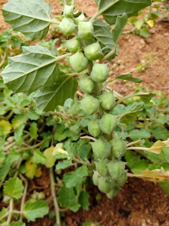 Pedalium murex fruit
