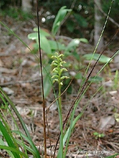 Genoplesium calopterum habit