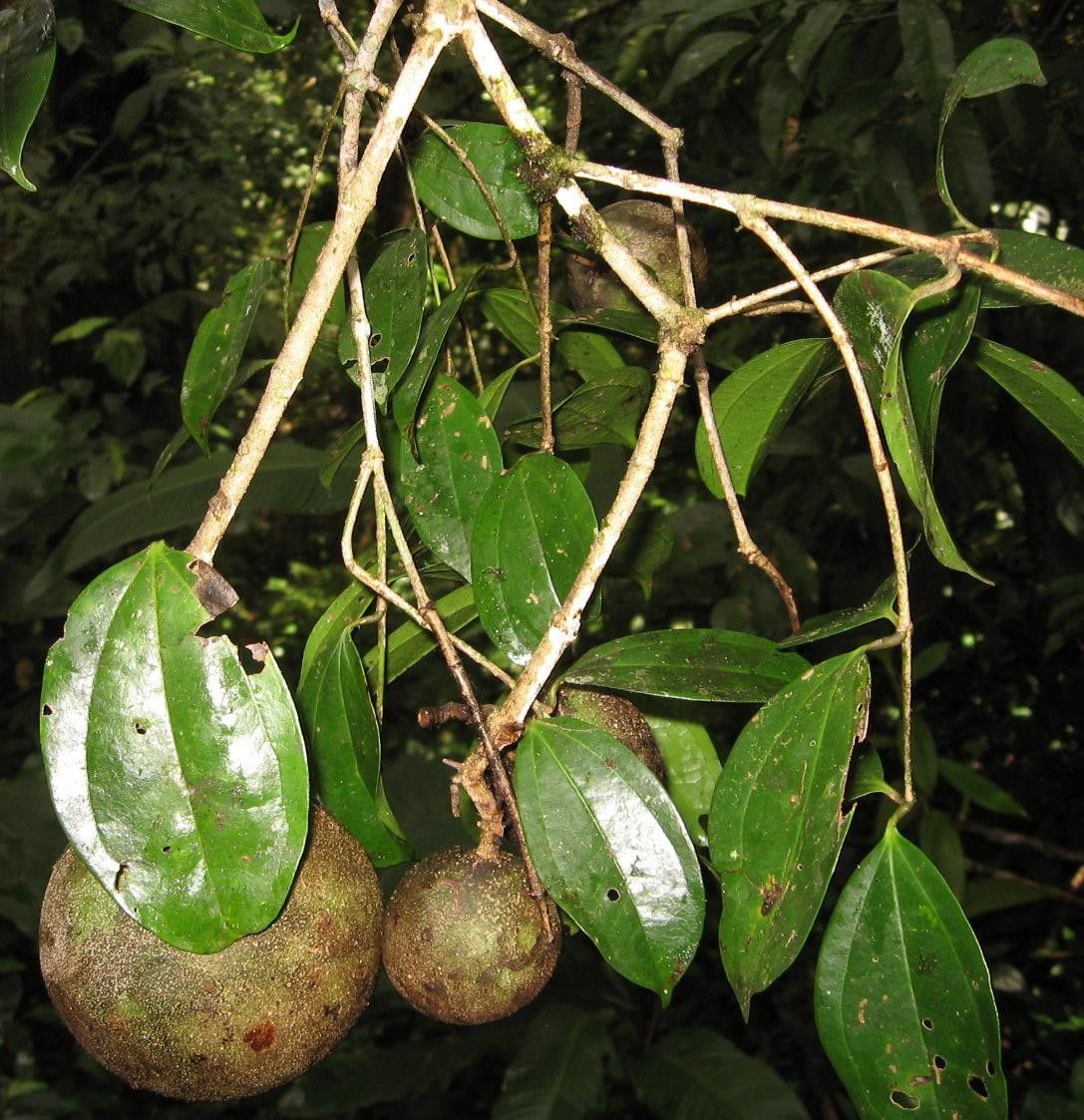 Strychnos chlorantha fruit