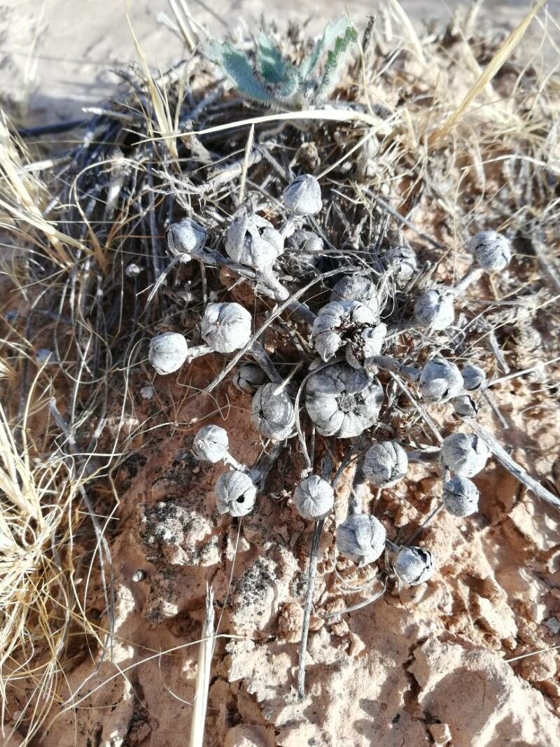 Pallenis hierochuntica fruit