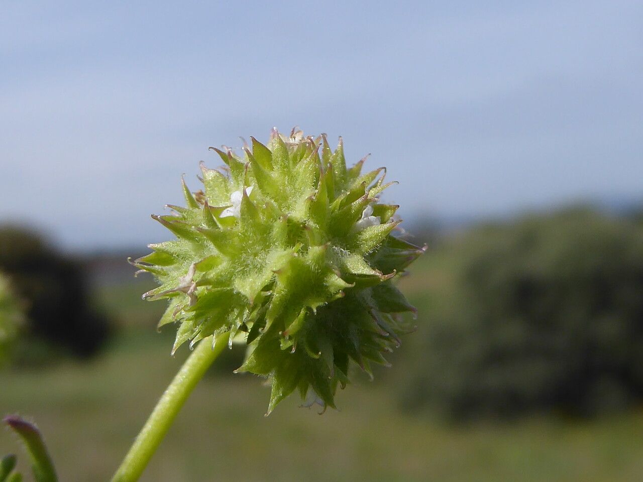 Valeriana discoidea fruit