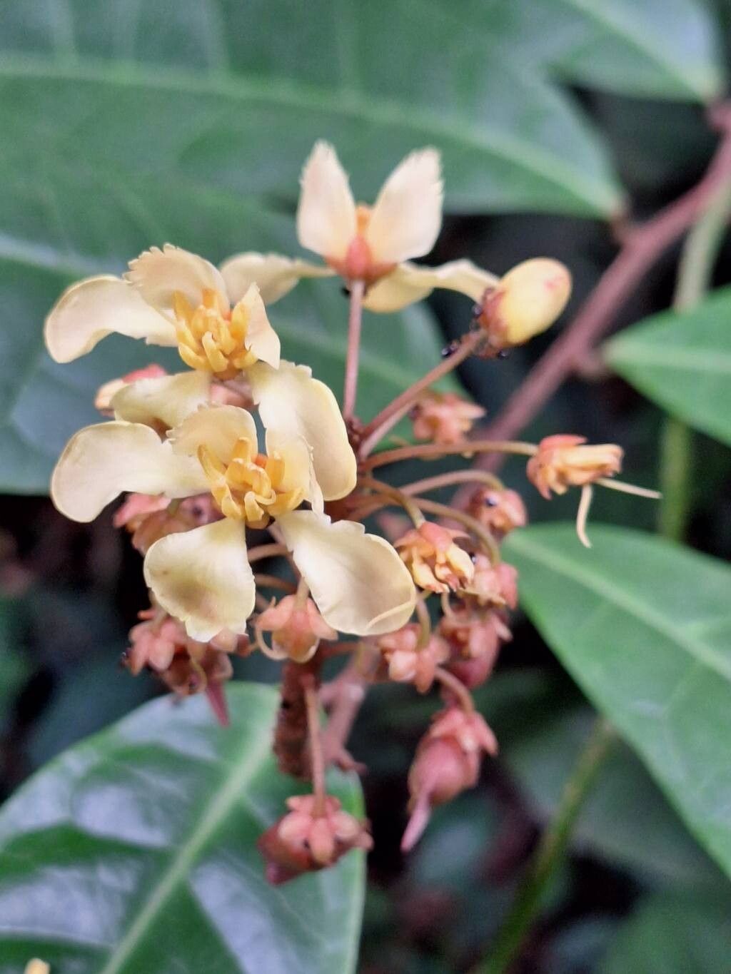 Acridocarpus longifolius flower